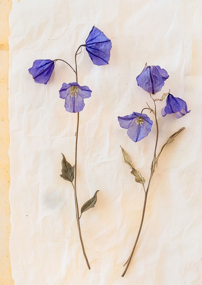 California bluebell flower flowers pressed art.