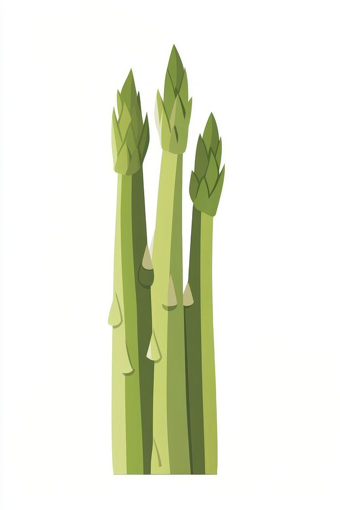 Asparagus illustration vegetable plant.