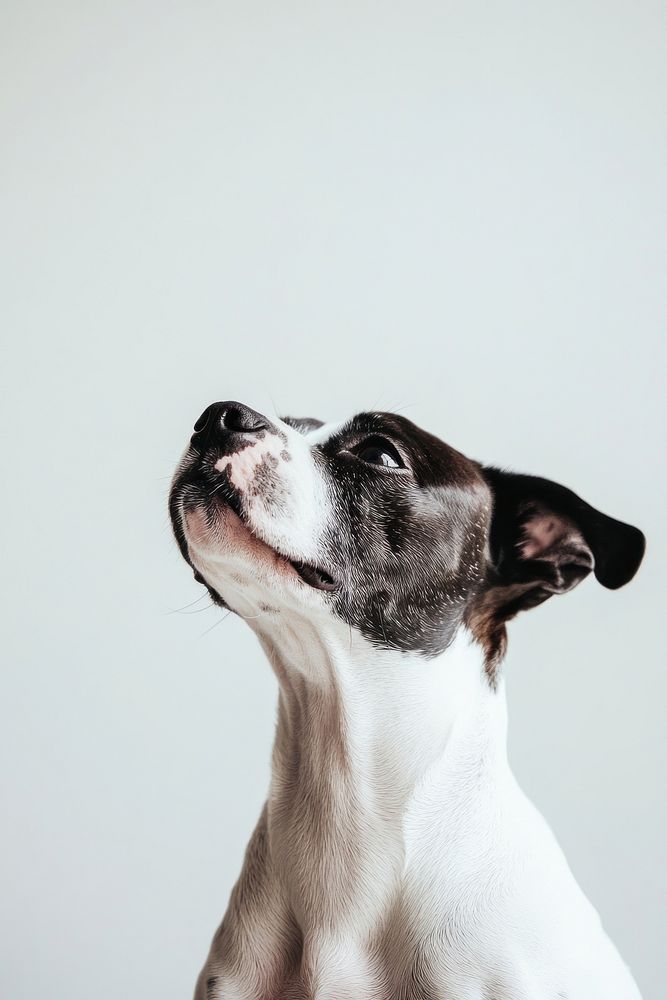 Boxer dog animal white.