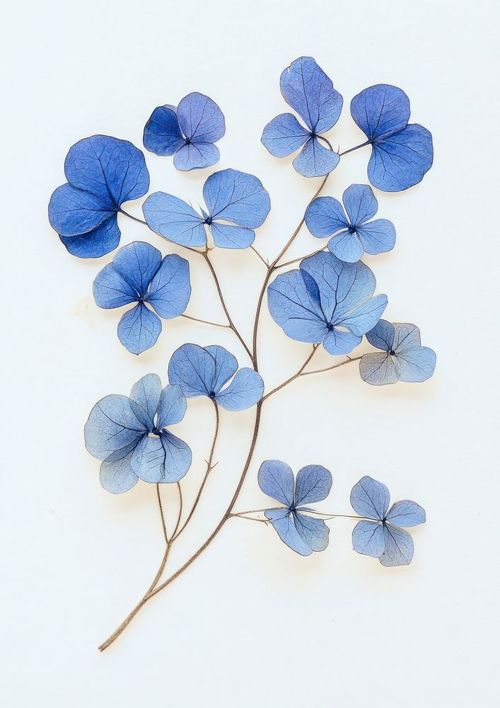 Real Pressed blue hortensia flowers pressed art.