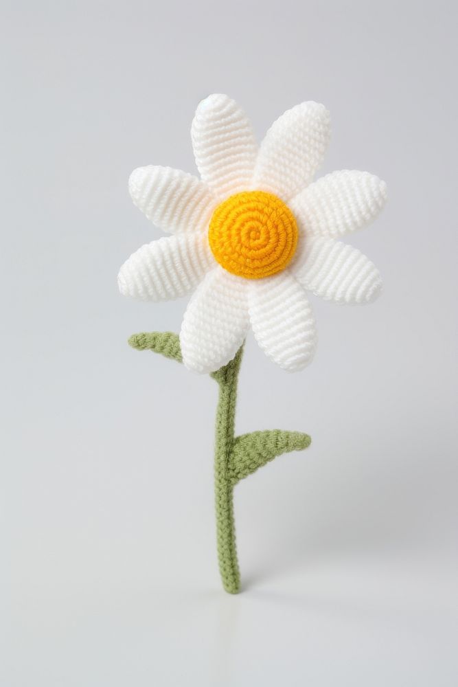 Daisy flower accessories asteraceae decoration.