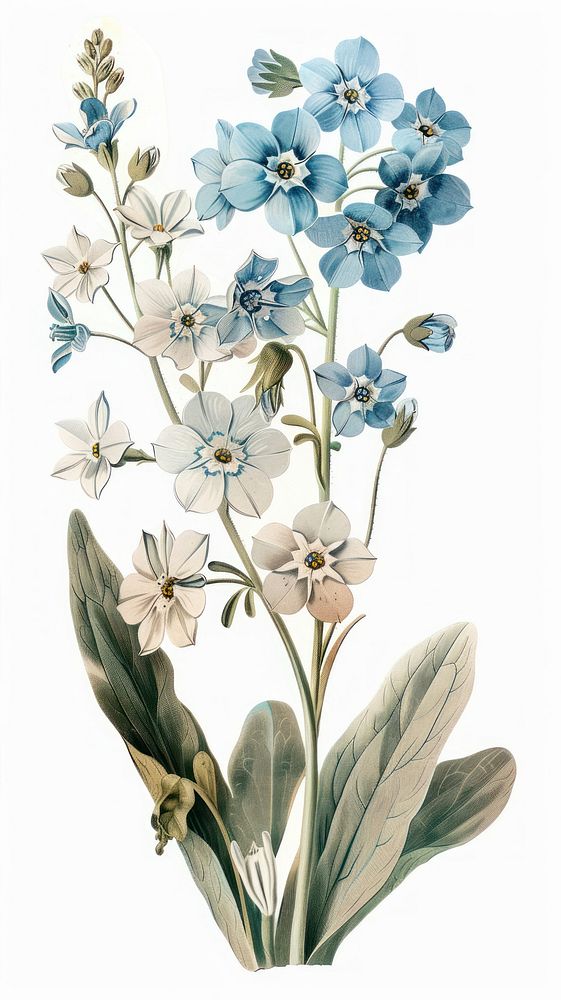 Forget-Me-Nots flower flowers art illustration.