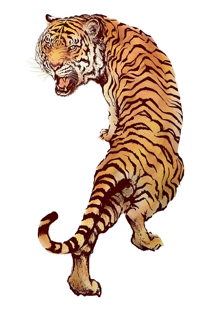 Illustration of a roaring tiger with detailed stripes. The tiger's fierce expression and dynamic pose highlight its power.…