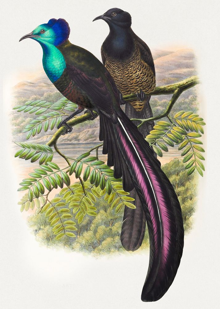 Astrarchia Stephanie, Finsch. from Monograph of the Paradiseidae by Richard Bowdler Sharpe (1909). Digitally enhanced by…