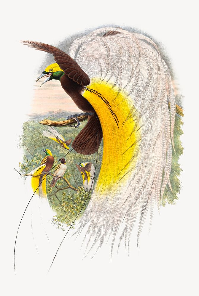 Paradisaea Minor, Shaw. from Monograph of the Paradiseidae, vintage bird illustration psd. Remixed by rawpixel.