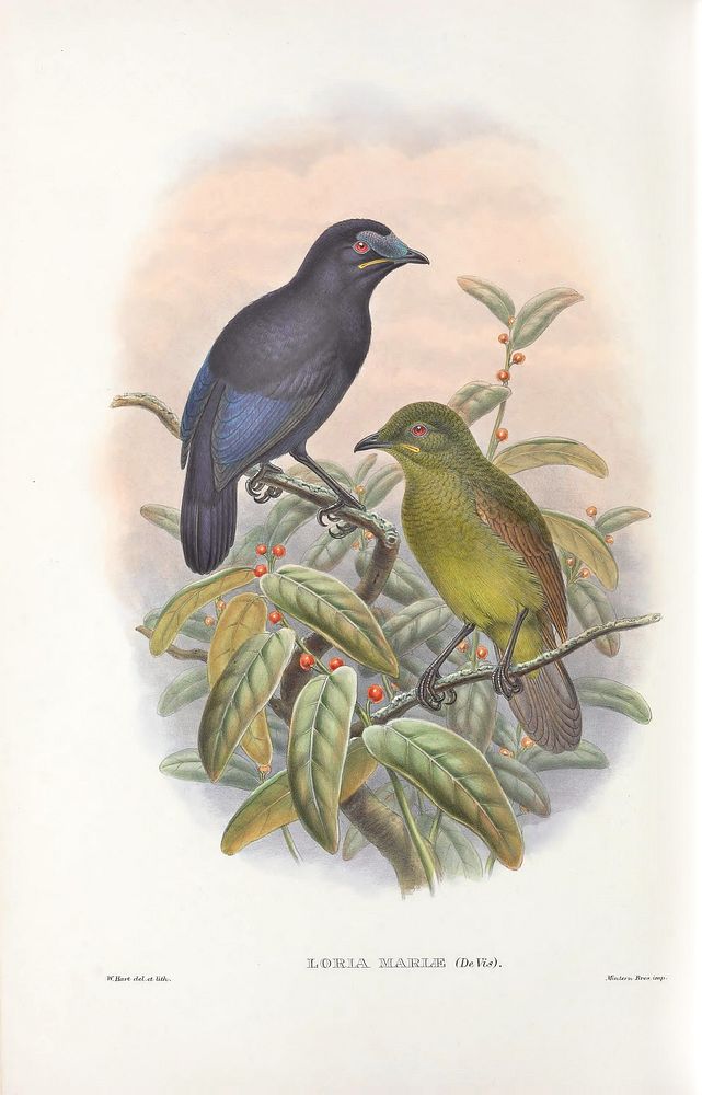 Loria's Satinbird Monograph Paradiseidae Richard | Free Photo ...