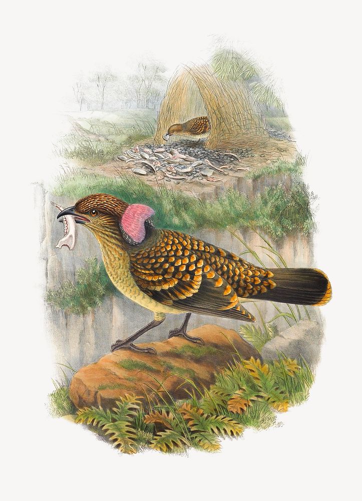 Chlamydodera Occipitalis, Gould. from Monograph of the Paradiseidae, vintage bird illustration. Remixed by rawpixel.