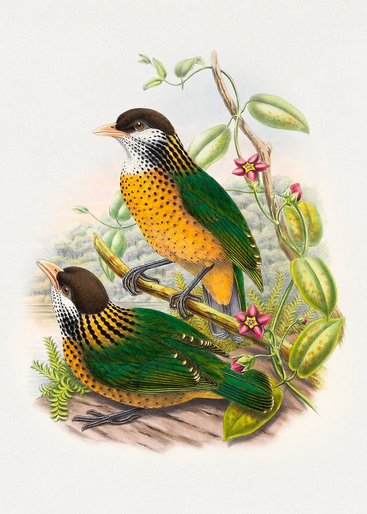 ochre-breasted catbird (Ailuroedus stonii) from Monograph of the Paradiseidae by Richard Bowdler Sharpe (1909). Digitally…