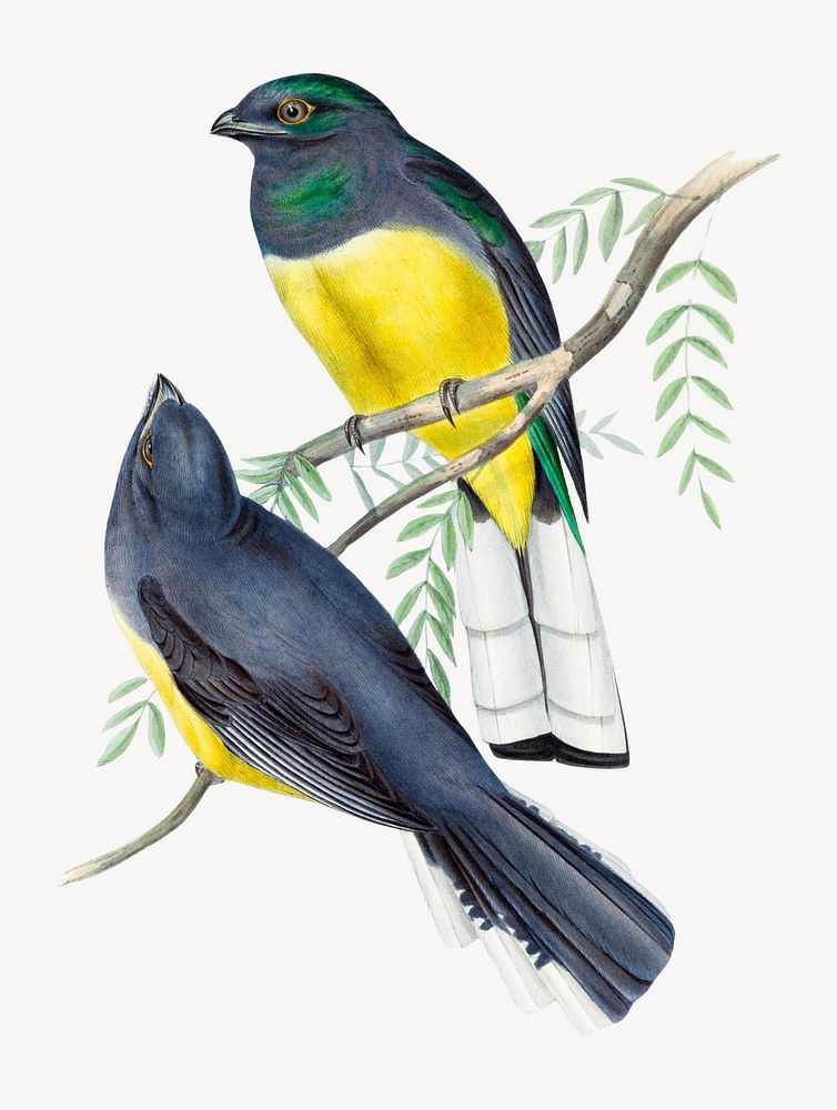 Lemon-breasted Trogon vintage illustration, psd element. Remixed by rawpixel.