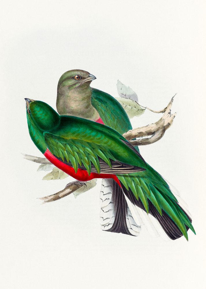 Shining Trogon from A Monograph of The Trogonidae (1835-1838) by John Gould. Digitally enhanced by rawpixel.