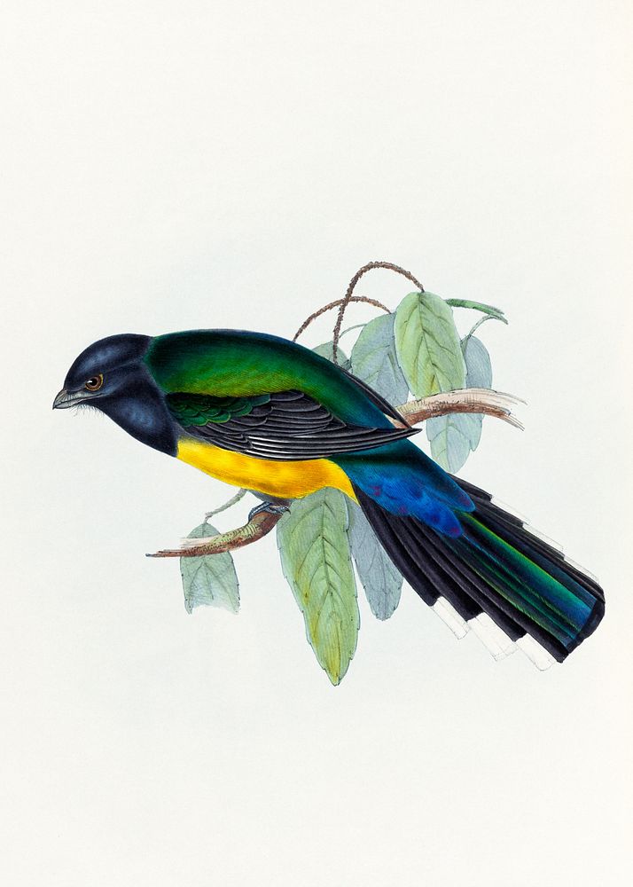 Black-headed Trogon from A Monograph of The Trogonidae (1835-1838) by John Gould. Digitally enhanced by rawpixel.