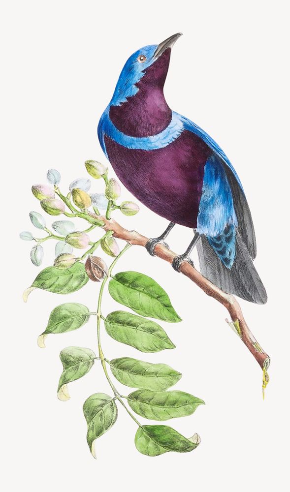 Banded Cotinga from Oiseaux brillans du Brésil (1834) by Jean-Théodore Descourtilz.. Remixed by rawpixel.