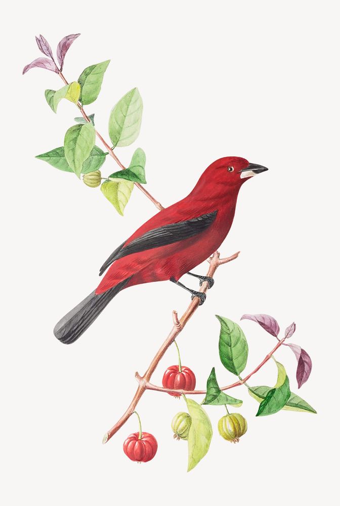 Brazilian tanager, vintage Brazilian bird illustration psd. Remixed by rawpixel.