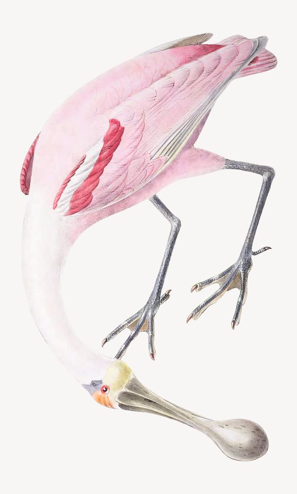 Roseate Spoonbill from Oiseaux brillans du Brésil (1834) by Jean-Théodore Descourtilz.. Remixed by rawpixel.