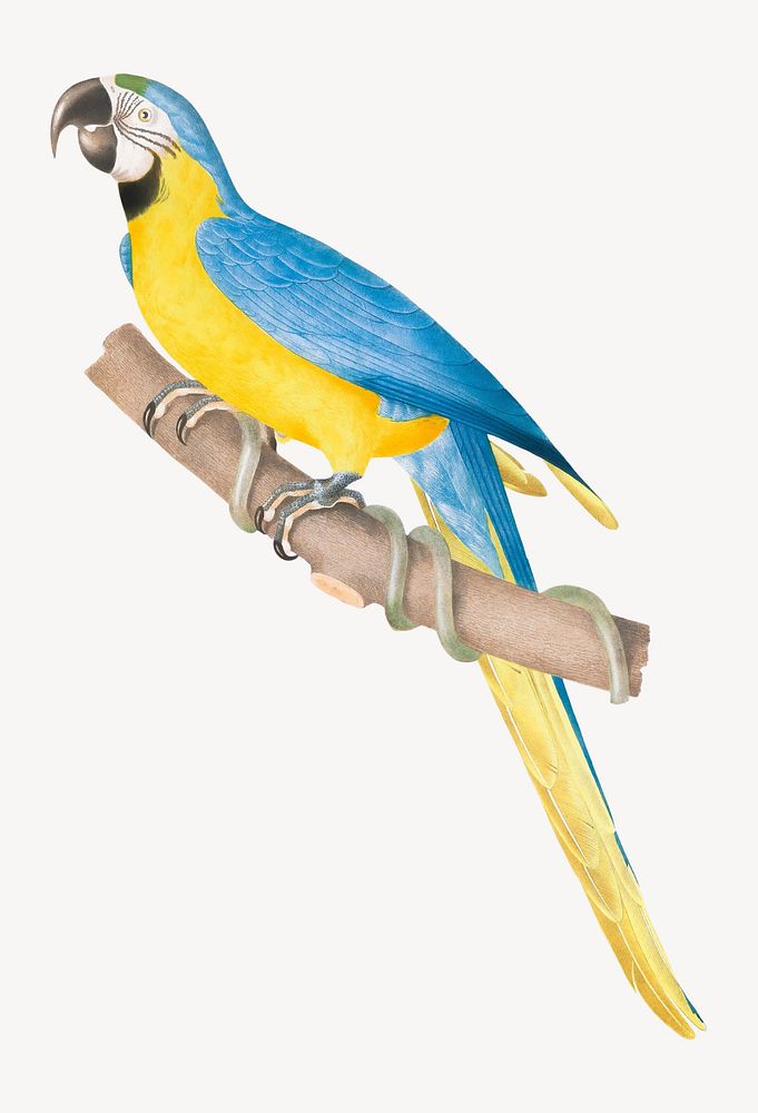 Blue-and-yellow macaw from History of the birds of Brazil, vintage illustration. Remixed by rawpixel.