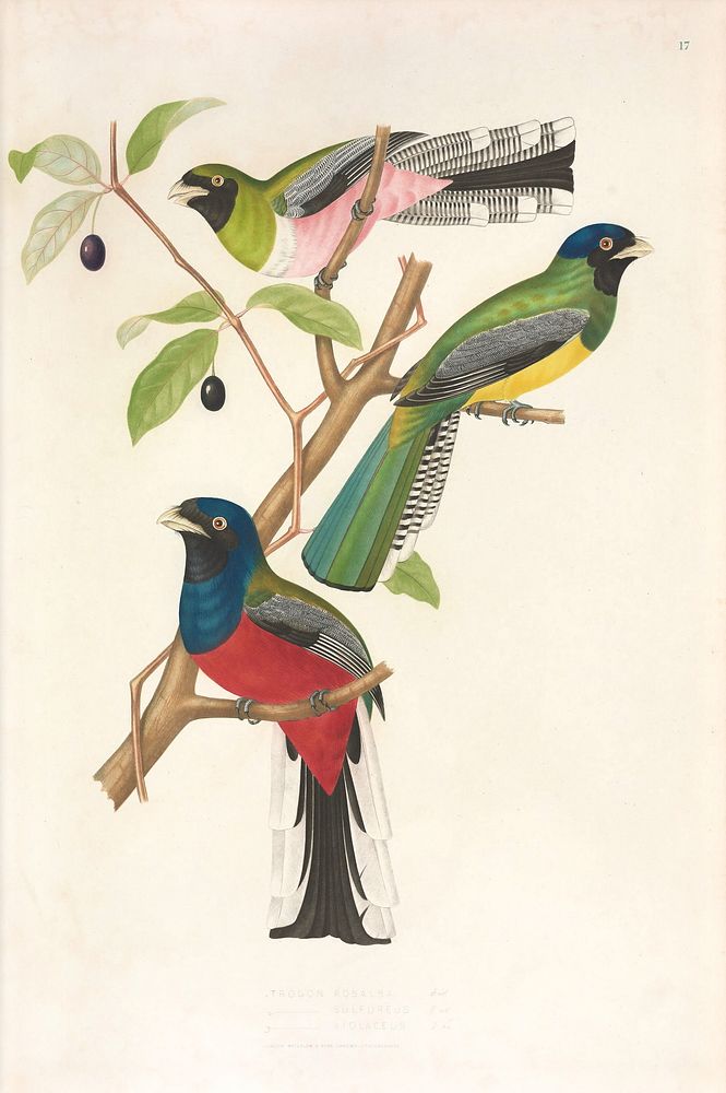 Brazilian birds from History of the birds of Brazil (1854-1856) by Jean-Théodore Descourtilz.