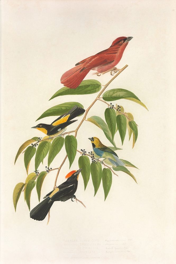 Brazilian birds from History of the birds of Brazil (1854-1856) by Jean-Théodore Descourtilz.