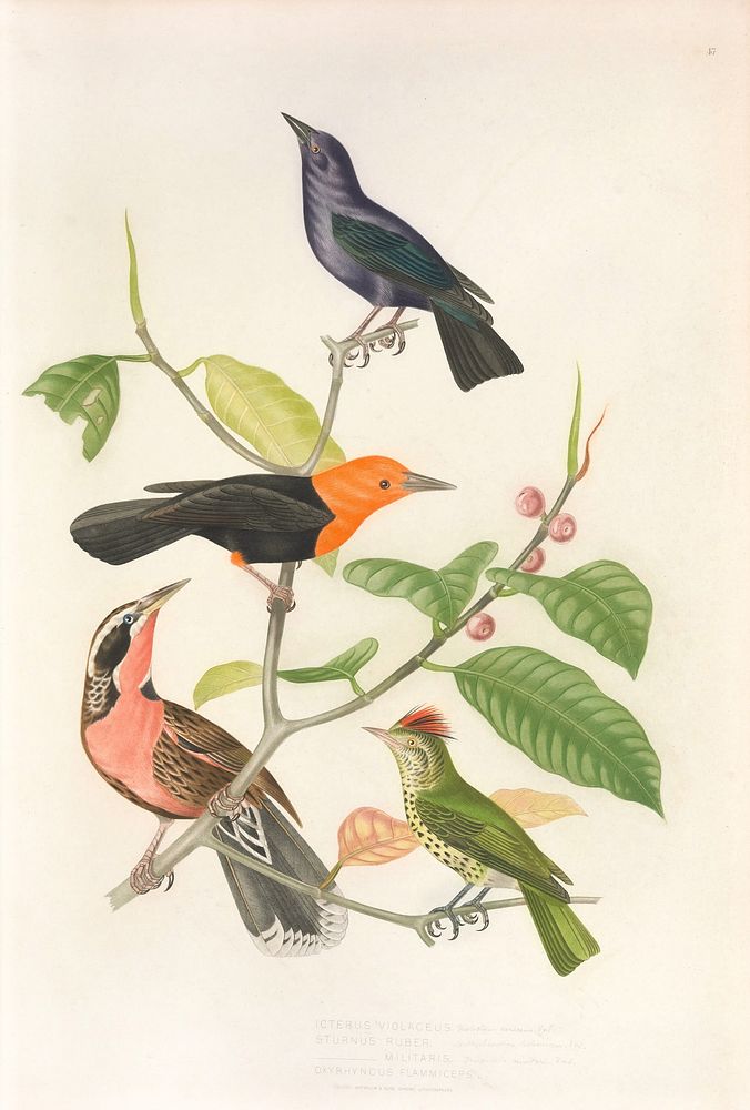 Brazilian birds from History of the birds of Brazil (1854-1856) by Jean-Théodore Descourtilz.