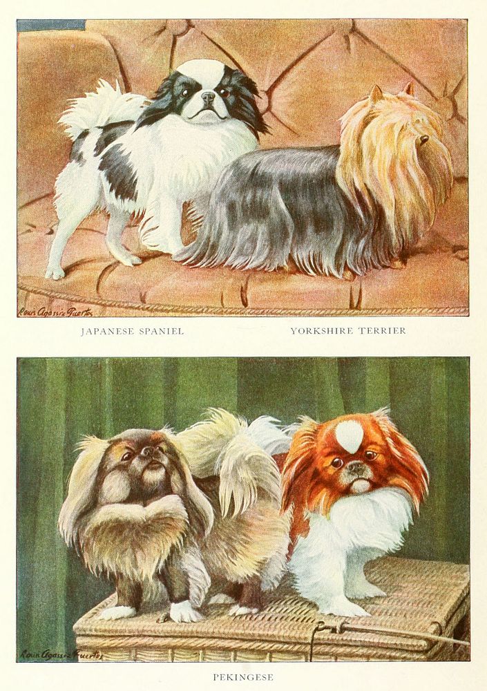 Japanese Spaniel, Yorkshire Terrier and Pekingese from The book of dogs (1919) by Louis Agassiz Fuertes and Ernest Harold…