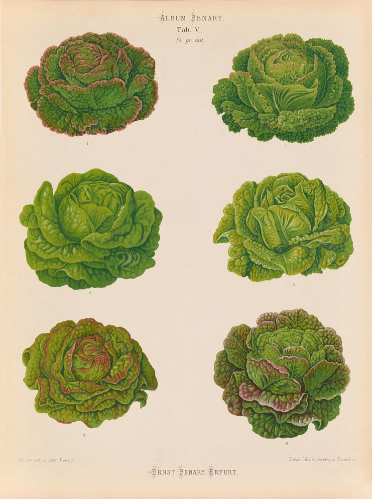 Lettuces – Cabbage Varieties  from Album Benary (1876-1886) by Ernst Benary.