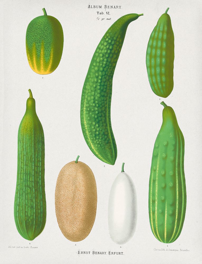 Cucumbers  from Album Benary (1876-1886) by Ernst Benary. Digitally enhanced by rawpixel.