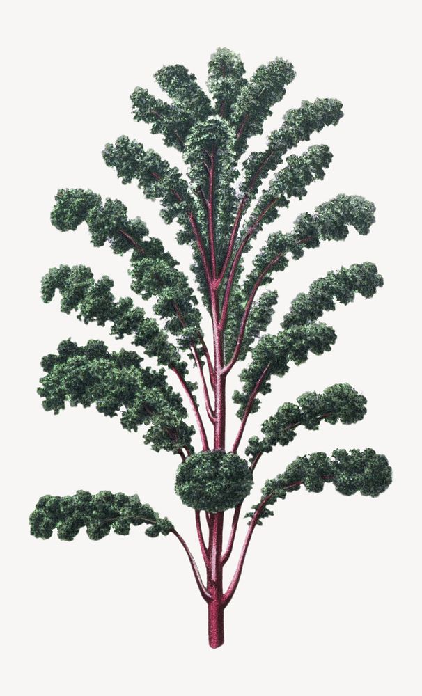 Vintage botanical kale illustration isolated on white. Remixed by rawpixel.