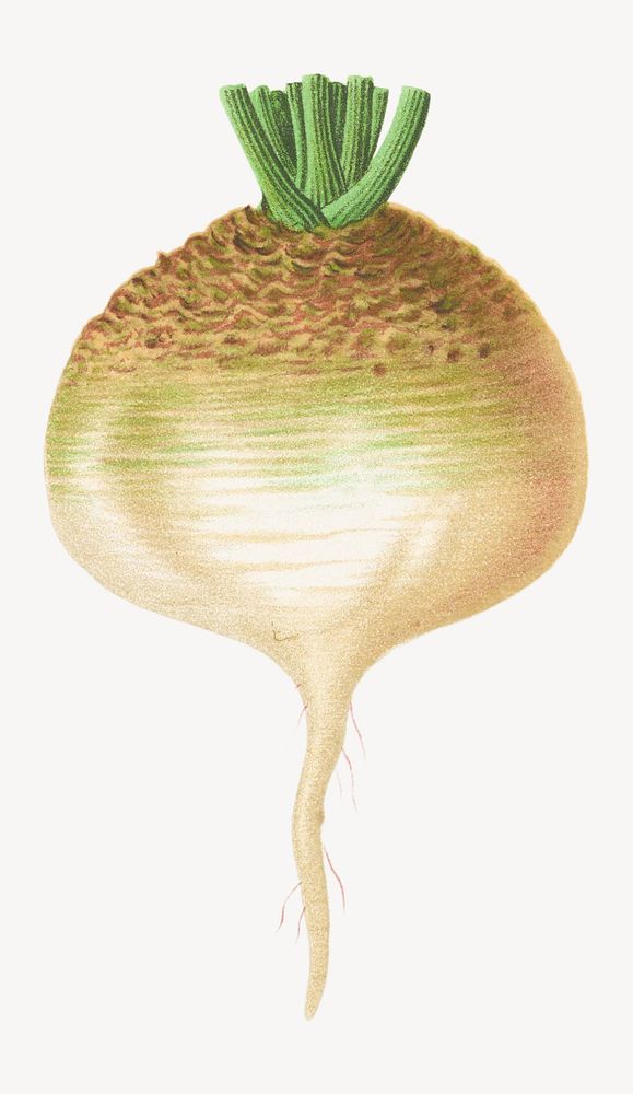 Vintage botanical turnip illustration isolated on white. Remixed by rawpixel.