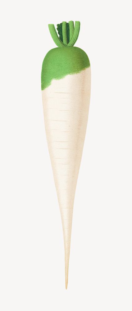 Vintage radish botanical illustration isolated on white. Remixed by rawpixel.