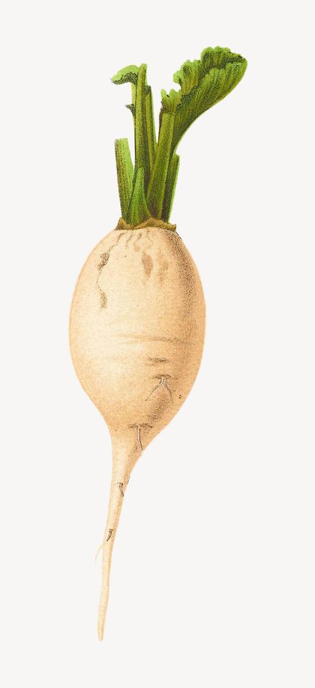 Vintage radish botanical illustration psd. Remixed by rawpixel.