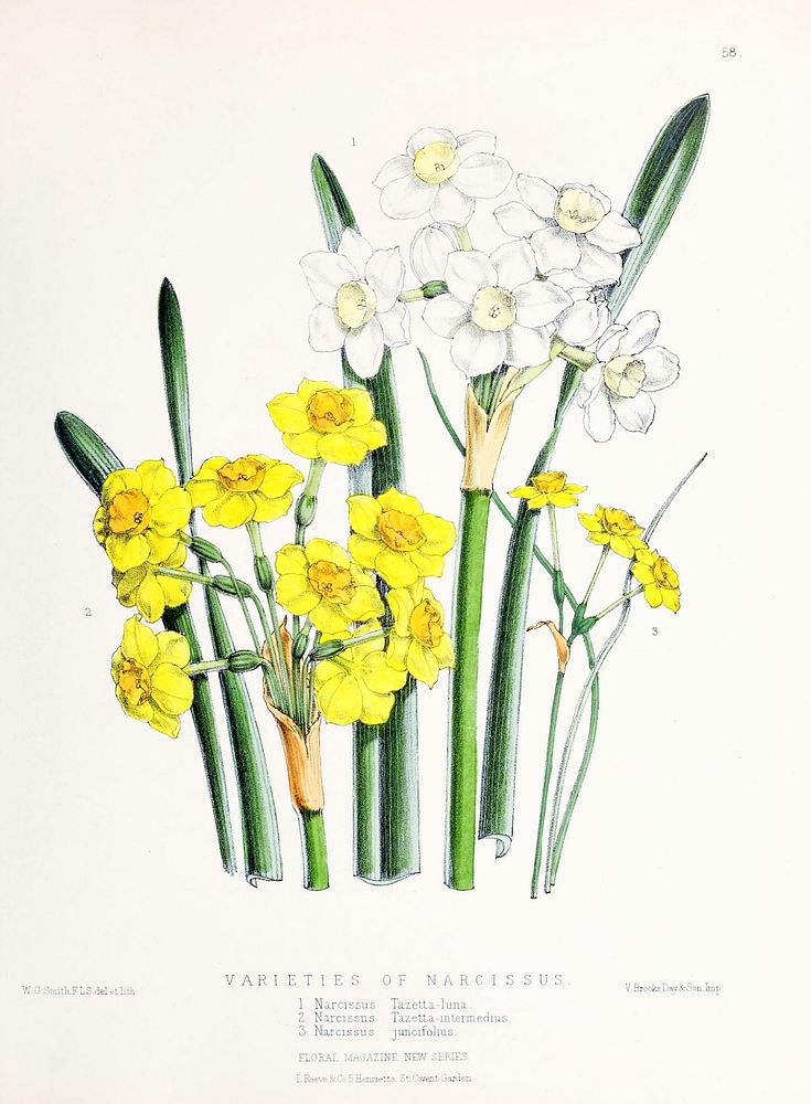 Narcissus or Daffodil from The Floral Magazine (1861-1881) by Worthington G. Smith, John N. Fitch and Walter H. Fitch