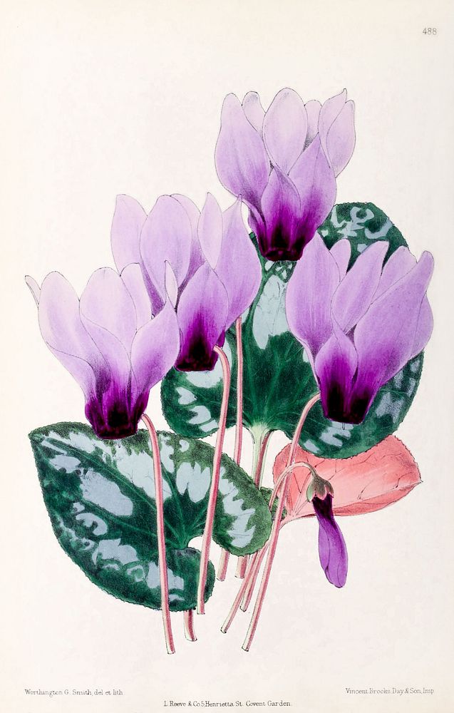 Lilac Persian Cyclamen from The Floral Magazine (1861-1881) by Worthington G. Smith, John N. Fitch and Walter H. Fitch