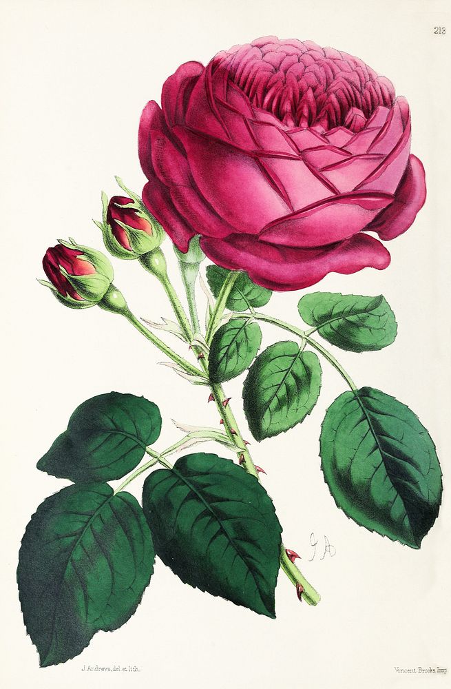 Rose from The Floral Magazine (1861-1881) by Worthington G. Smith, John N. Fitch and Walter H. Fitch