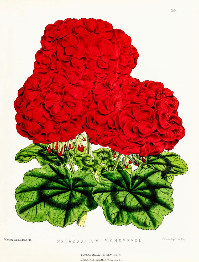 Red Geranium from The Floral Magazine (1861-1881) by Worthington G. Smith, John N. Fitch and Walter H. Fitch