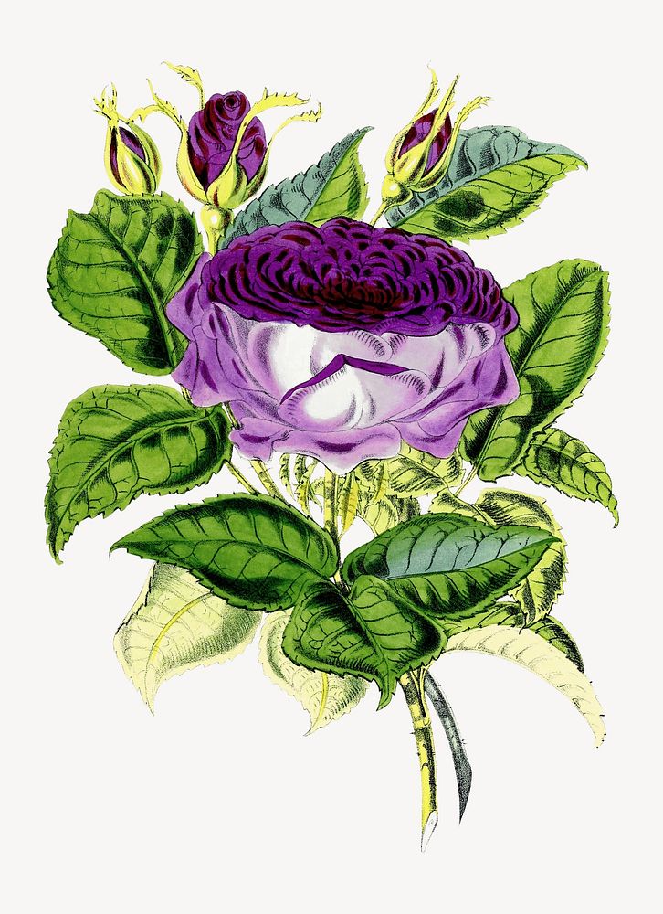 Hybrid Perpetual Rose, Oxonian vintage illustration. Remixed by rawpixel.