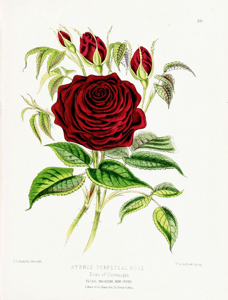 Red rose from The Floral Magazine (1861-1881) by Worthington G. Smith, John N. Fitch and Walter H. Fitch