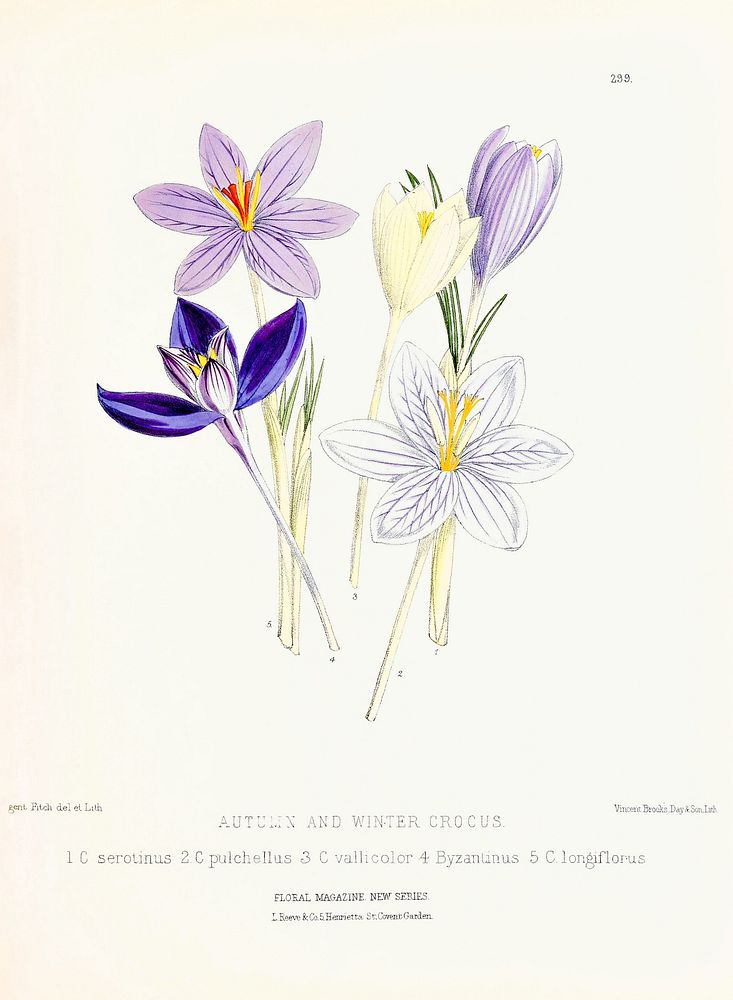 Autumn and Winter Crocus from The Floral Magazine (1861-1881) by Worthington G. Smith, John N. Fitch and Walter H. Fitch