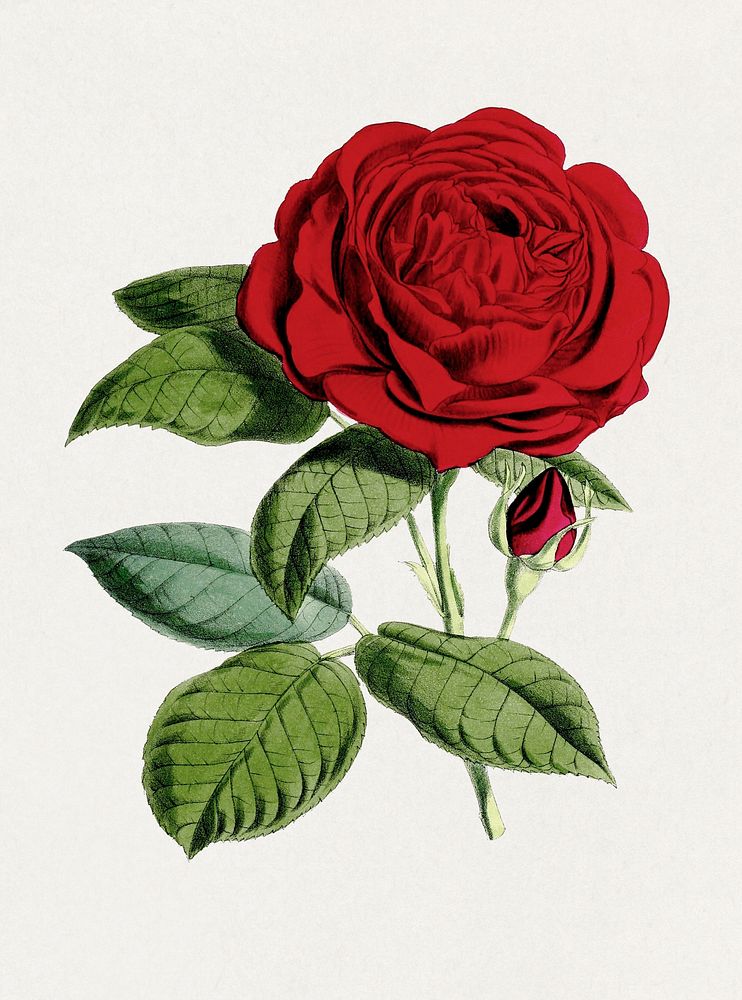 Grand Mogul Crimson Hybrid Rose from The Floral Magazine (1861-1881) by Worthington G. Smith, John N. Fitch and Walter H.…