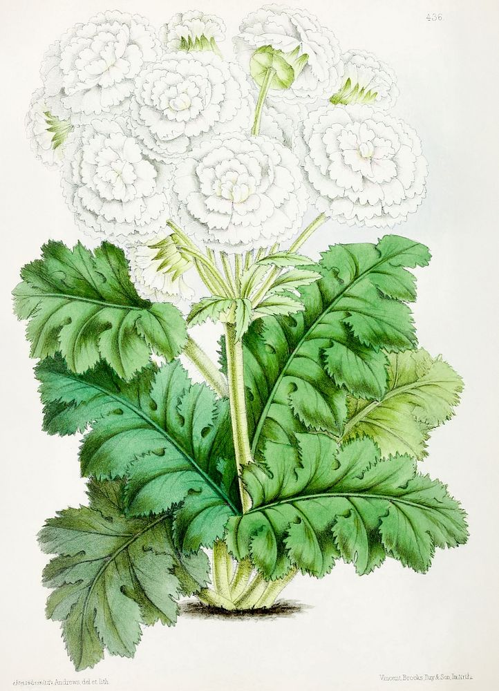 Double Primula Sinesis from The Floral Magazine (1861-1881) by Worthington G. Smith, John N. Fitch and Walter H. Fitch