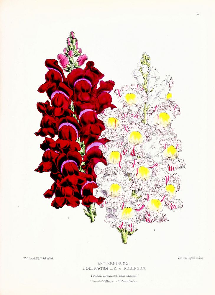 Gladiolus from The Floral Magazine (1861-1881) by Worthington G. Smith, John N. Fitch and Walter H. Fitch