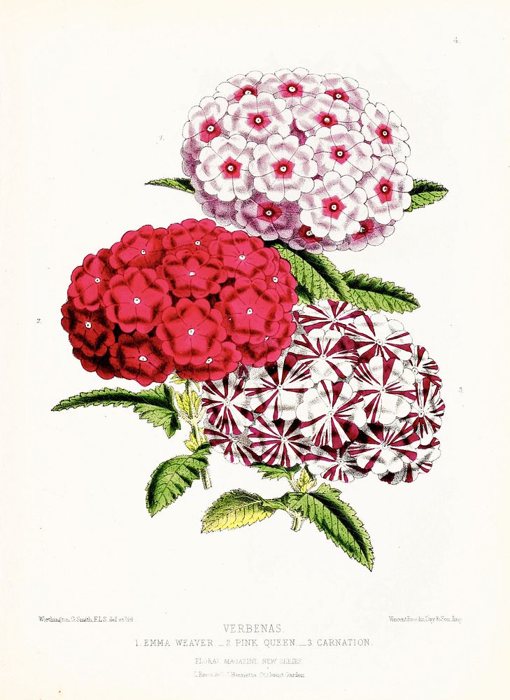 Verbeans from The Floral Magazine (1861-1881) by Worthington G. Smith, John N. Fitch and Walter H. Fitch