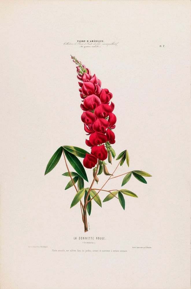 Erythrina Flower from Flore d'Amérique (1843-1846) by Étienne Denisse.