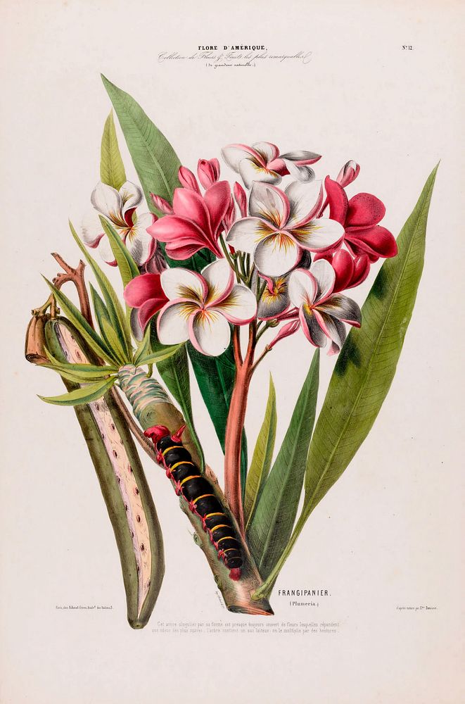 Frangipani from Flore d'Amérique (1843-1846) by Étienne Denisse.