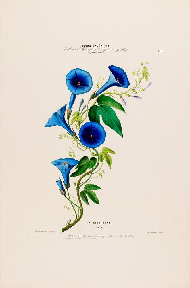 Morning Glories from Flore d'Amérique (1843-1846) by Étienne Denisse.