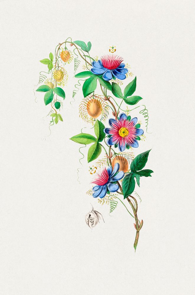 La Marie-Gougeat Passiflora or Passiflora foetida from Flore d'Amérique (1843-1846) by Étienne Denisse. Digitally enhanced…