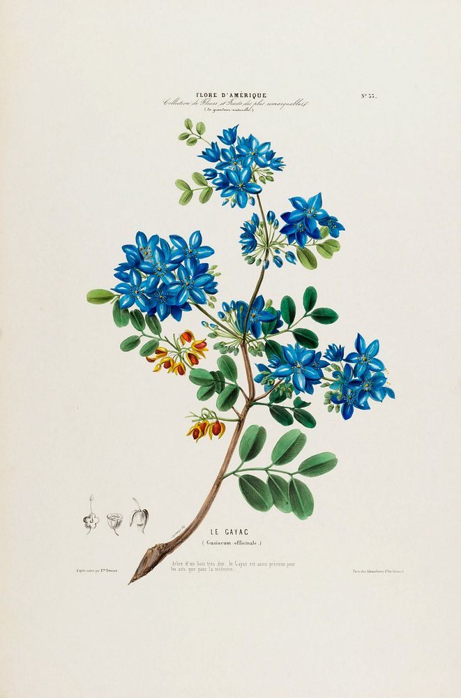 Holywood Guaiacum from Flore d'Amérique (1843-1846) by Étienne Denisse.