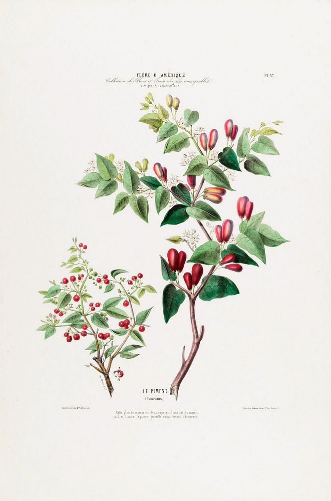 Pimento Pepper Plant from Flore d'Amérique (1843-1846) by Étienne Denisse.