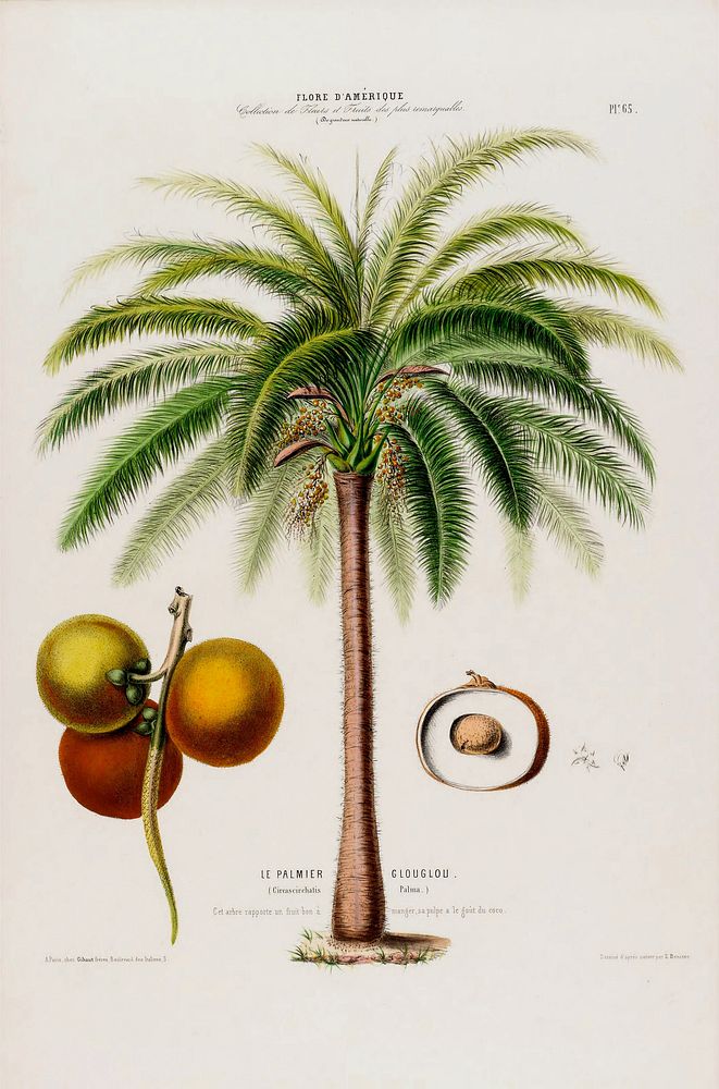 Coconut tree from Flore d'Amérique (1843-1846) by Étienne Denisse.