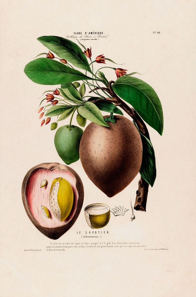 Sapodilla from Flore d'Amérique (1843-1846) by Étienne Denisse.