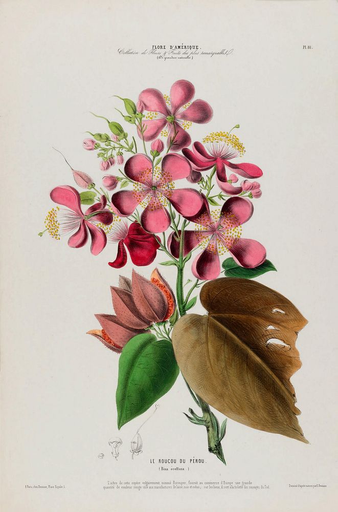 Lipstick Tree Flower from Flore d'Amérique (1843-1846) by Étienne Denisse.