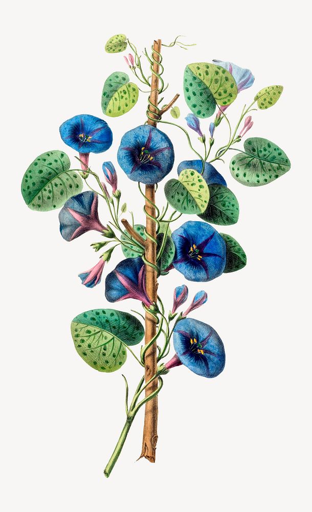 Morning Glory from Flore d'Amérique, vintage botanical illustration. Remixed by rawpixel.